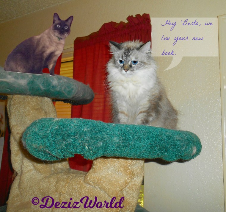 Dezi and Alberto sit atop the liberty cat tree