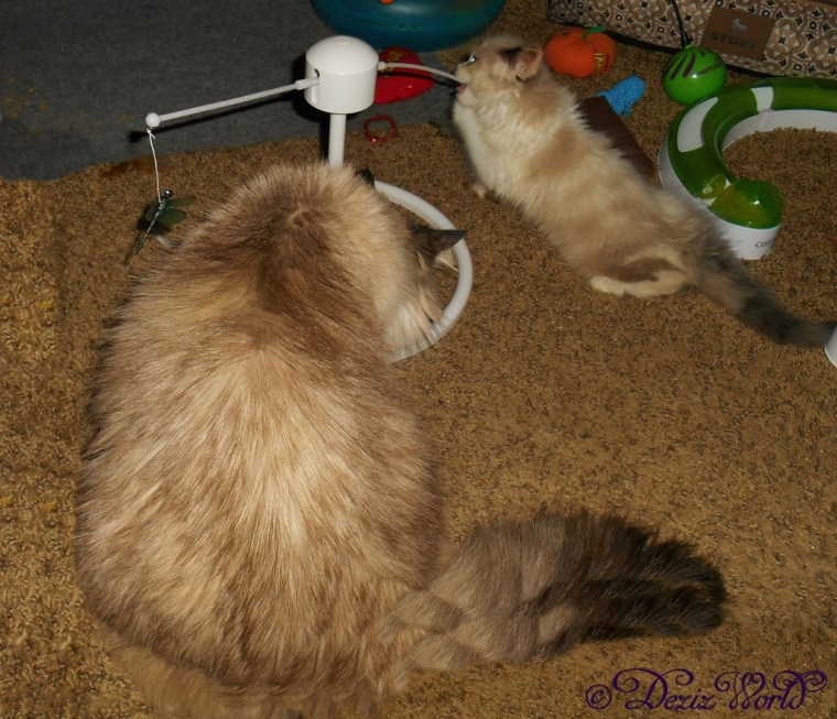 Dezi and Raena play with the flitter during Raena's first week home