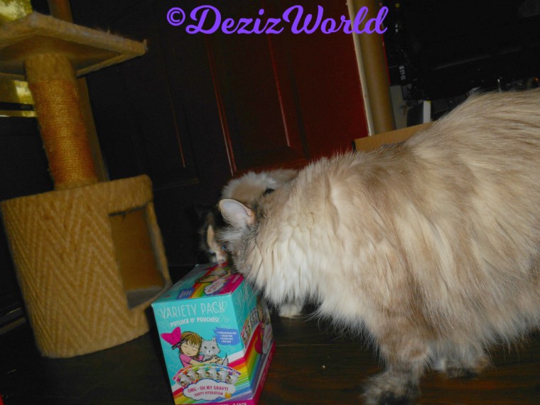 Dezi sniffs the Weruva BFF cat food box
