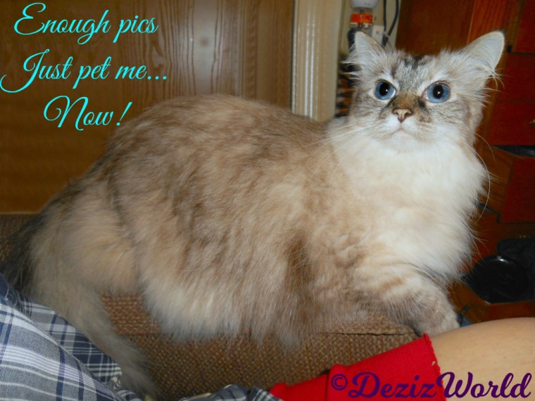 Dezi poses for a picture while laying on the arm of the chair