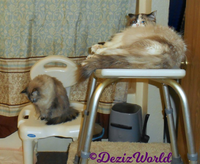 Dezi sits on shower chair and Raena lays on shower bench