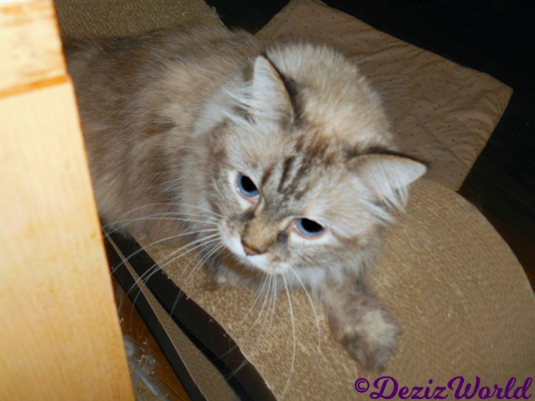 Dezi plays on cat scratcher