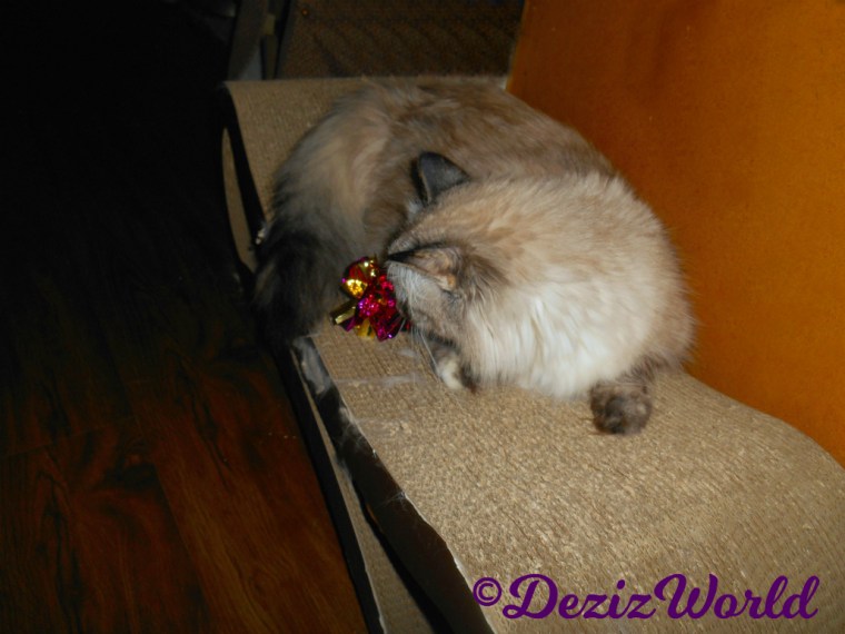 Dezi lays on scratcher playing with a crinkle ball