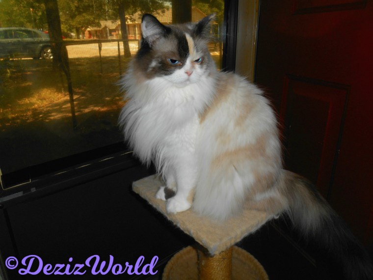 Raena sits on cat perch looking like a diva