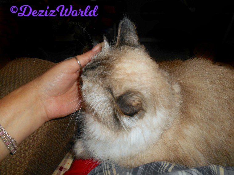 Dezi sniffs mommys hand while laying in lap