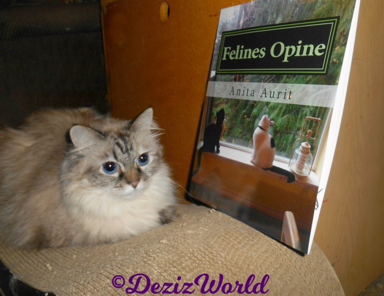 Dezi lays on scratcher with the book Felines Opine