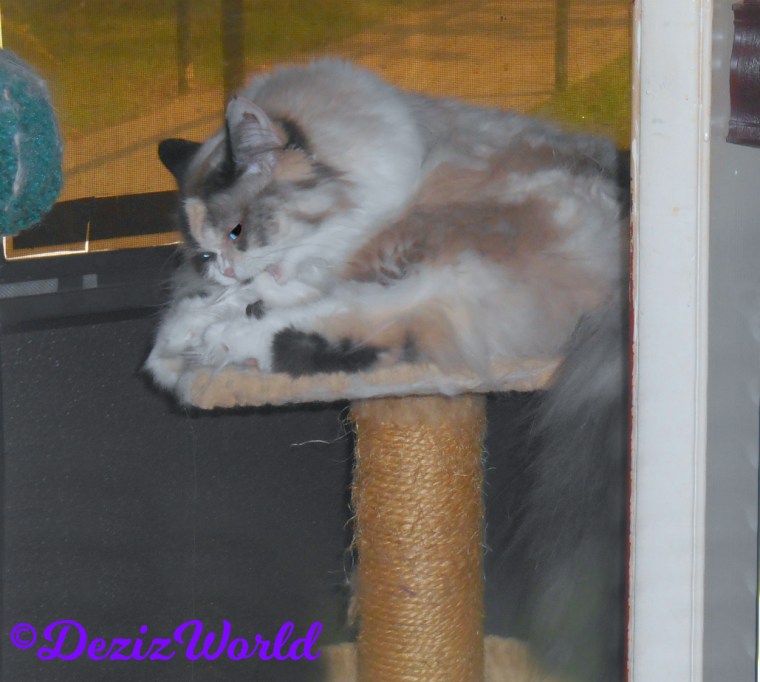 Raena bathes while laying on the small perch at the door.