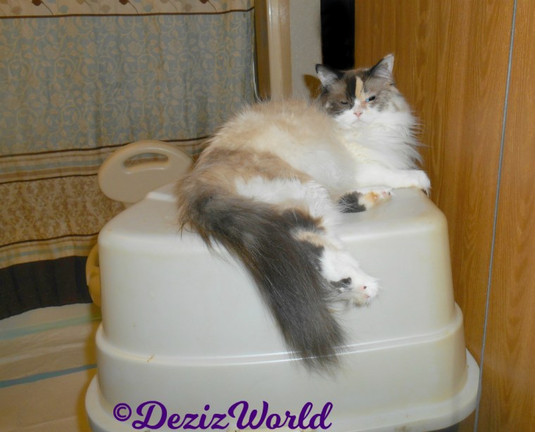 Raena lays on top of the litterbox
