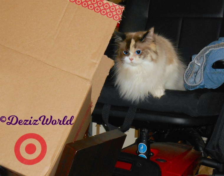 Raena lays in the wheelchair looking at box