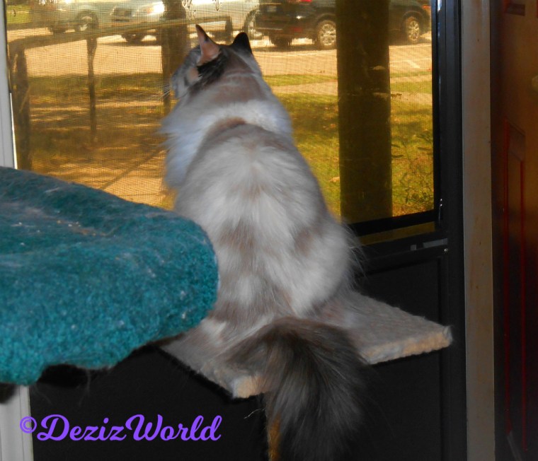 Raena looks out the door from the small cat perch