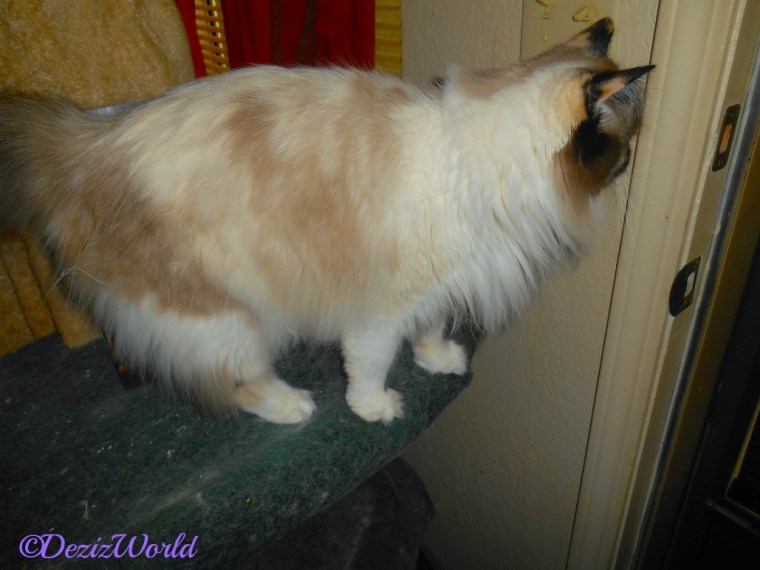 Raena looks out the door from the liberty cat tree