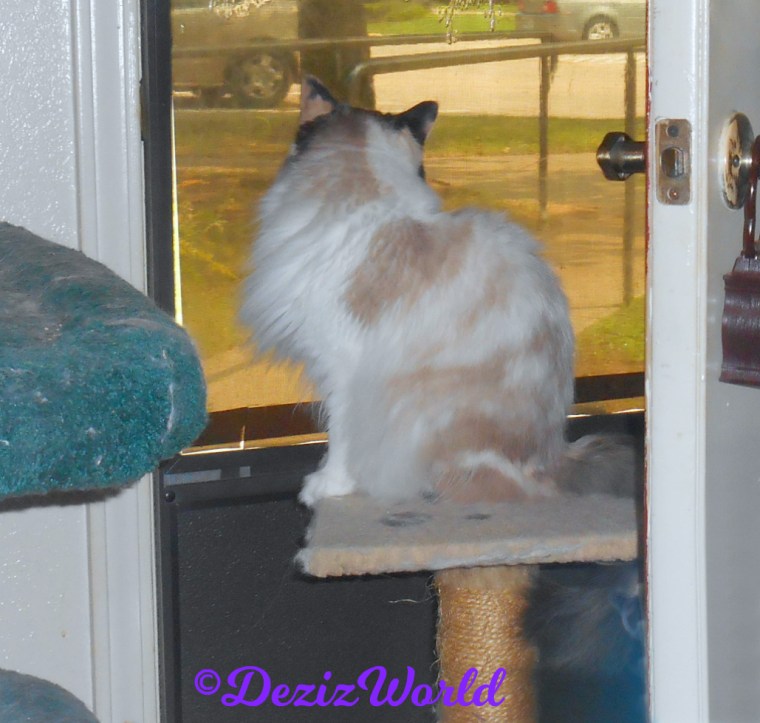 Raena looks out door while sitting on small cat perch