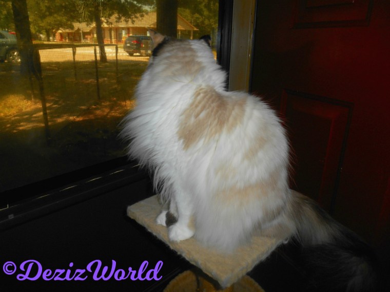 Raena sits on small perch looking out door