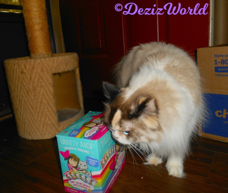 Raena sniffs Weruva BFF cat food box