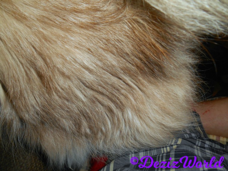 Dezi's back side- blooper