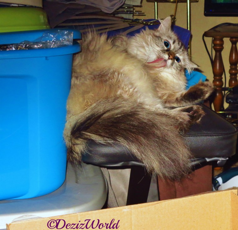 Dezi bathes while laying among packed boxes druing the flood of 2014 