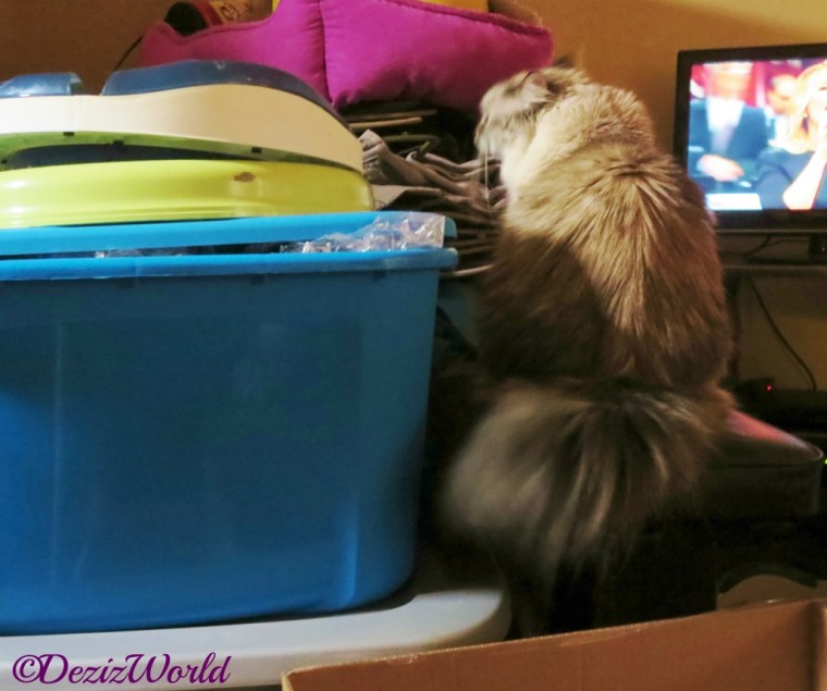 Dezi climbs among the packed boxes during the flood on 2014