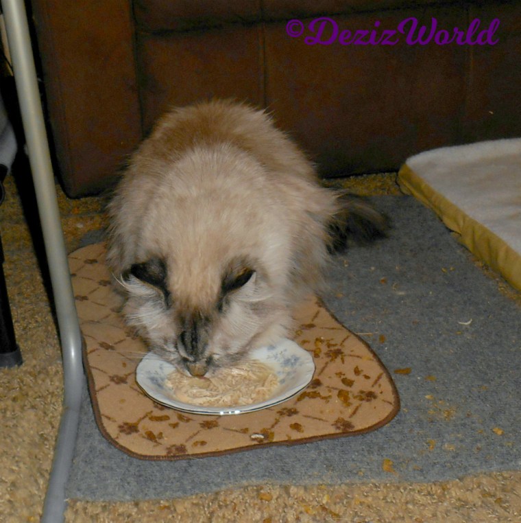 Dezi eats simply shreds