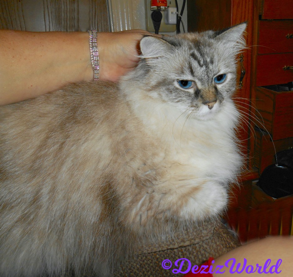 Dezi get love laying on the chair arm