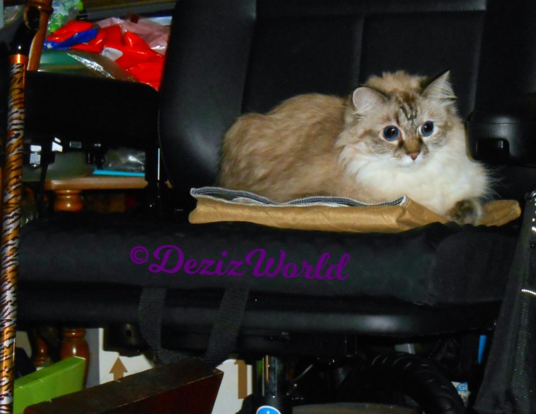 Dezi lays in wheelchair