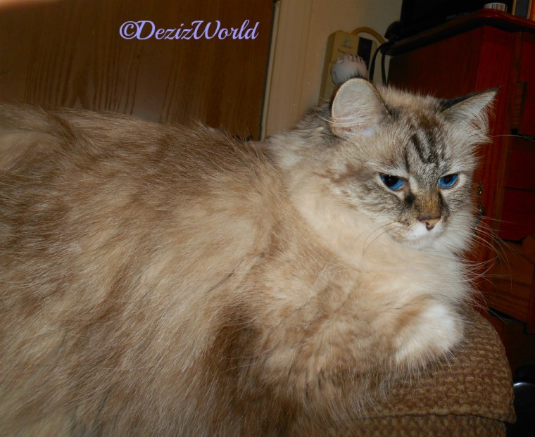 Dezi lays on the arm of the chair