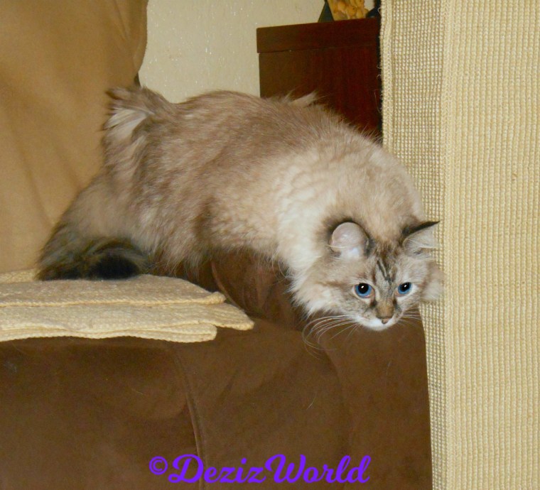 Dezi lays on chair arm