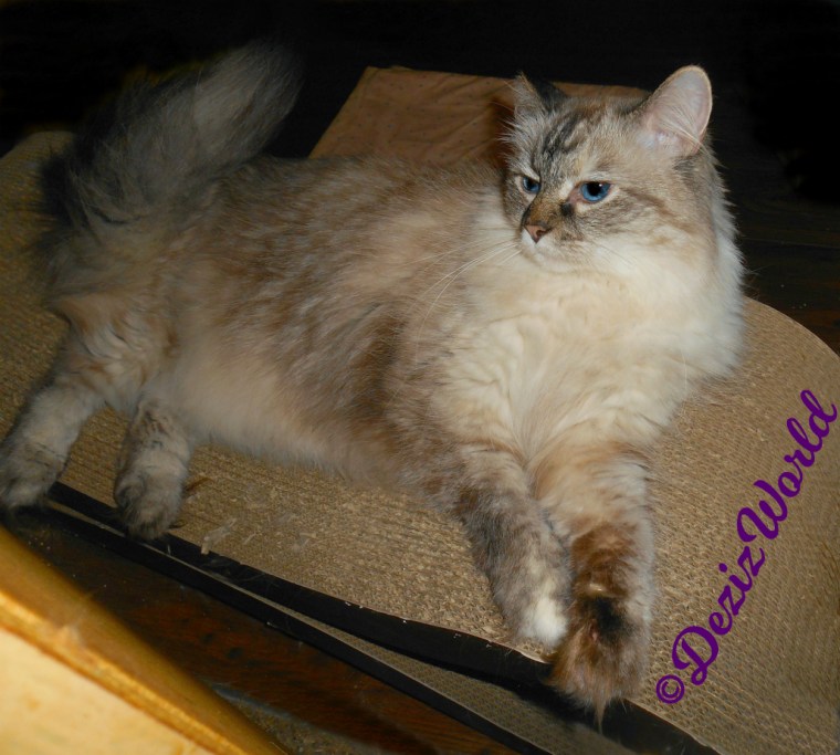 Dezi lays on scratcher