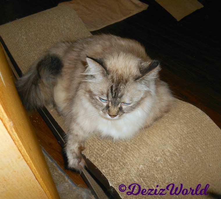 Dezi lays on scratcher