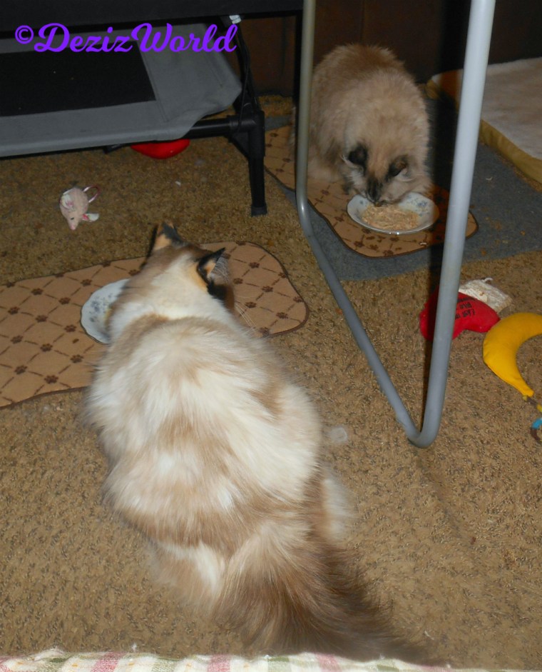 Dezi and Raena eat simply shreds