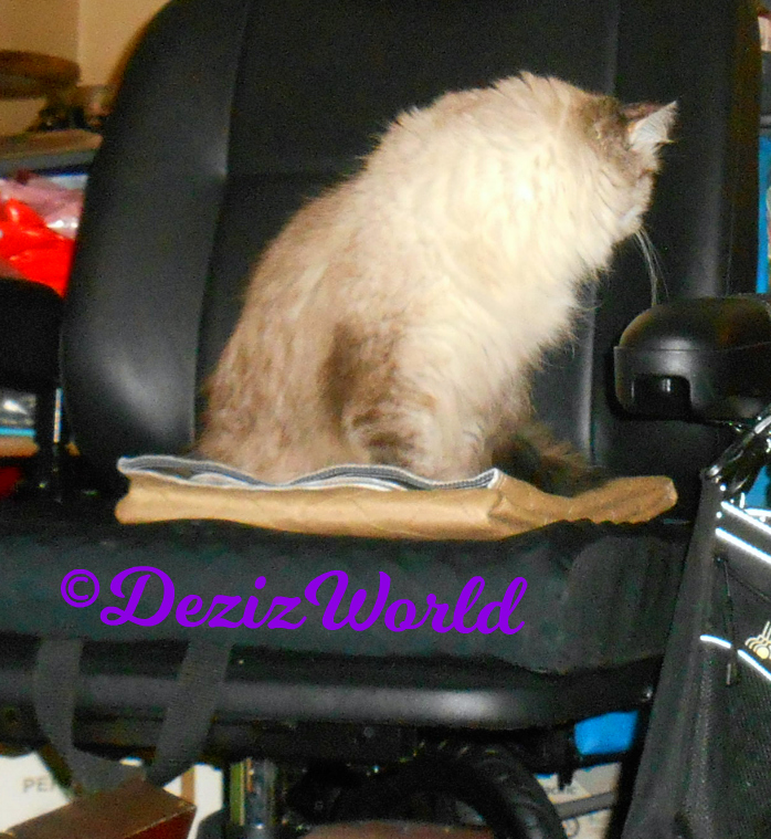 Dezi looks for Raena while sitting in the wheelchair