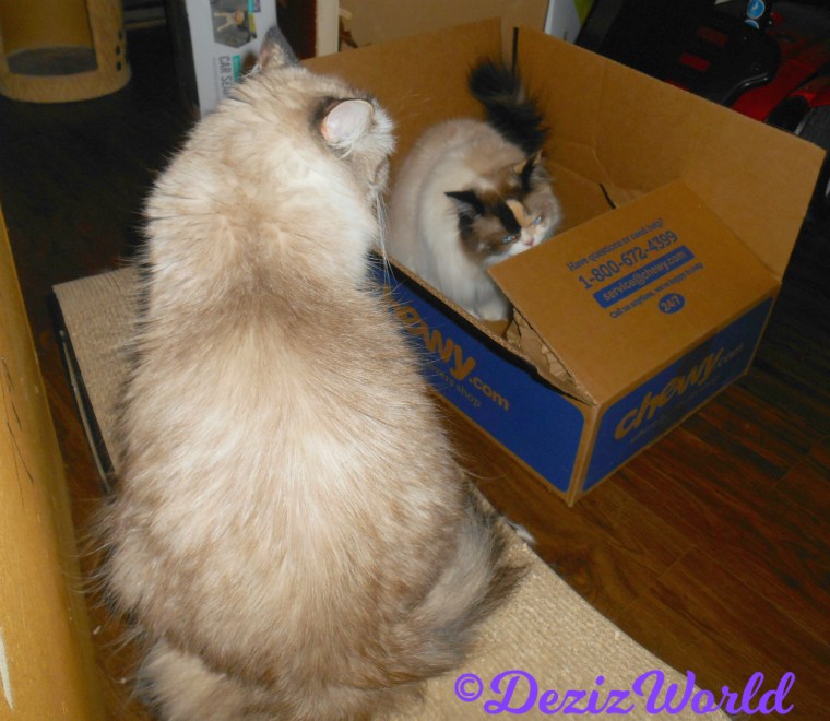 Dezi sits on scratcher watching Raena in box