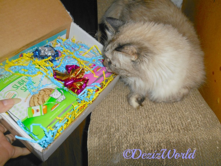 Dezi lays on scratcher l;ooking at weruva slide n serve food