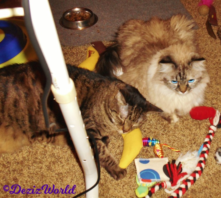 Dezi and Lexi play together