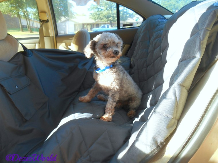 Niggy the dog with car seat cover