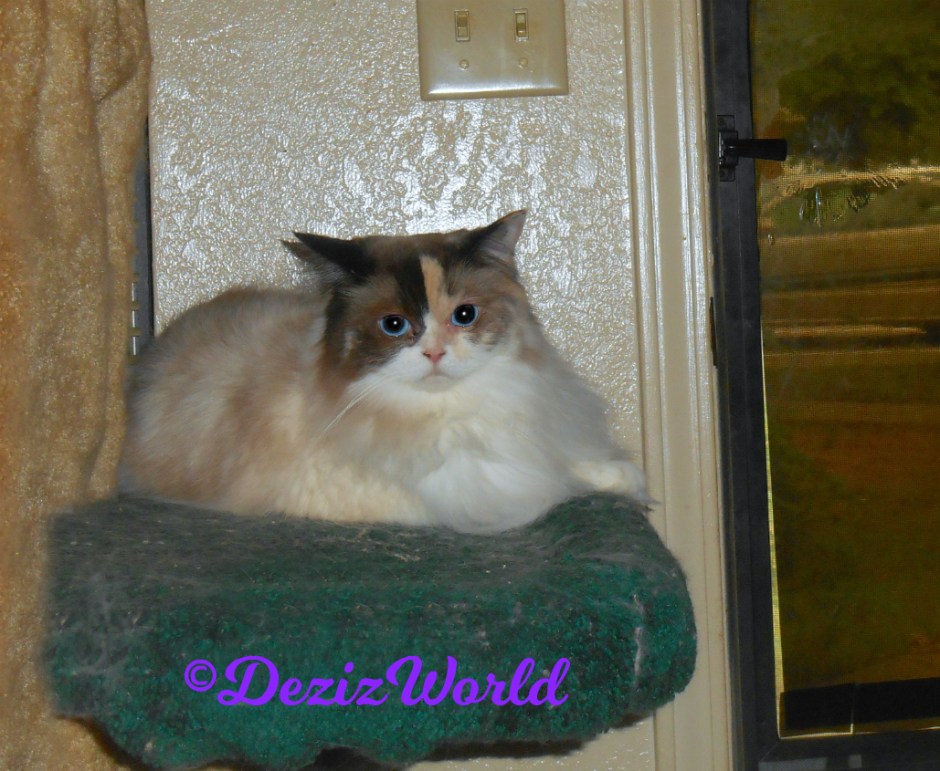 Raena lays on cat tree