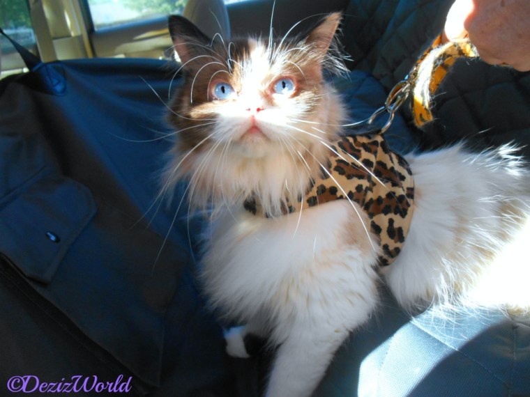 Raena sits on car seat cover