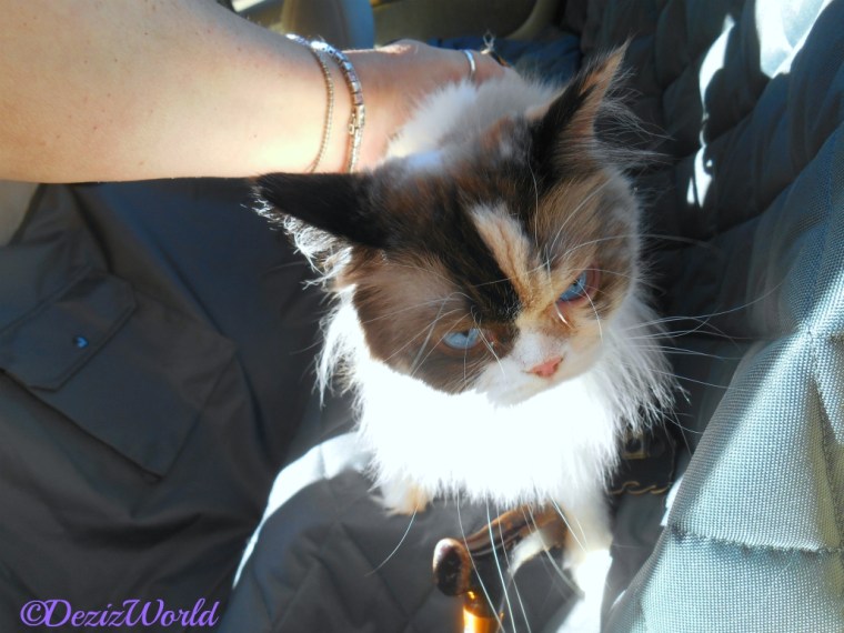 Raena sits on car seat cover