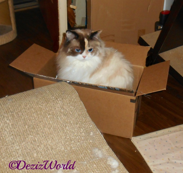 Raena sits in box