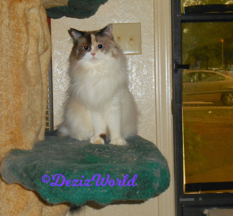 Raena sits pretty on the cat tree 