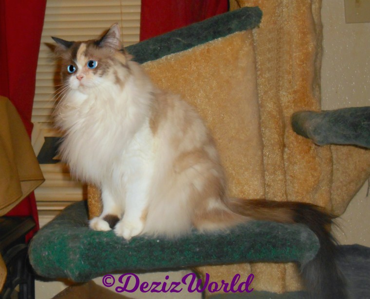 Raena sits on cat tree