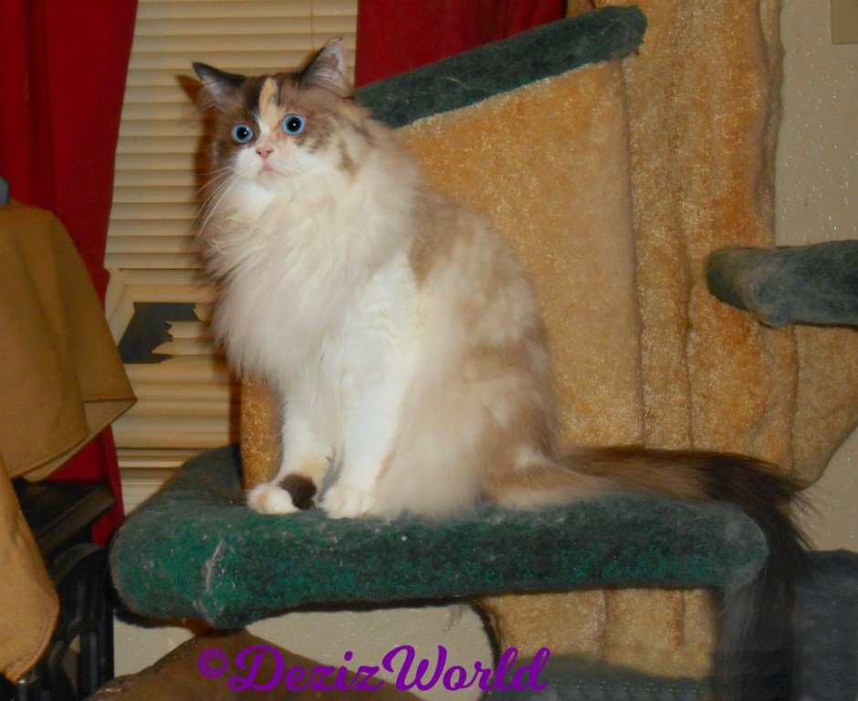 Raena sits on cat tree