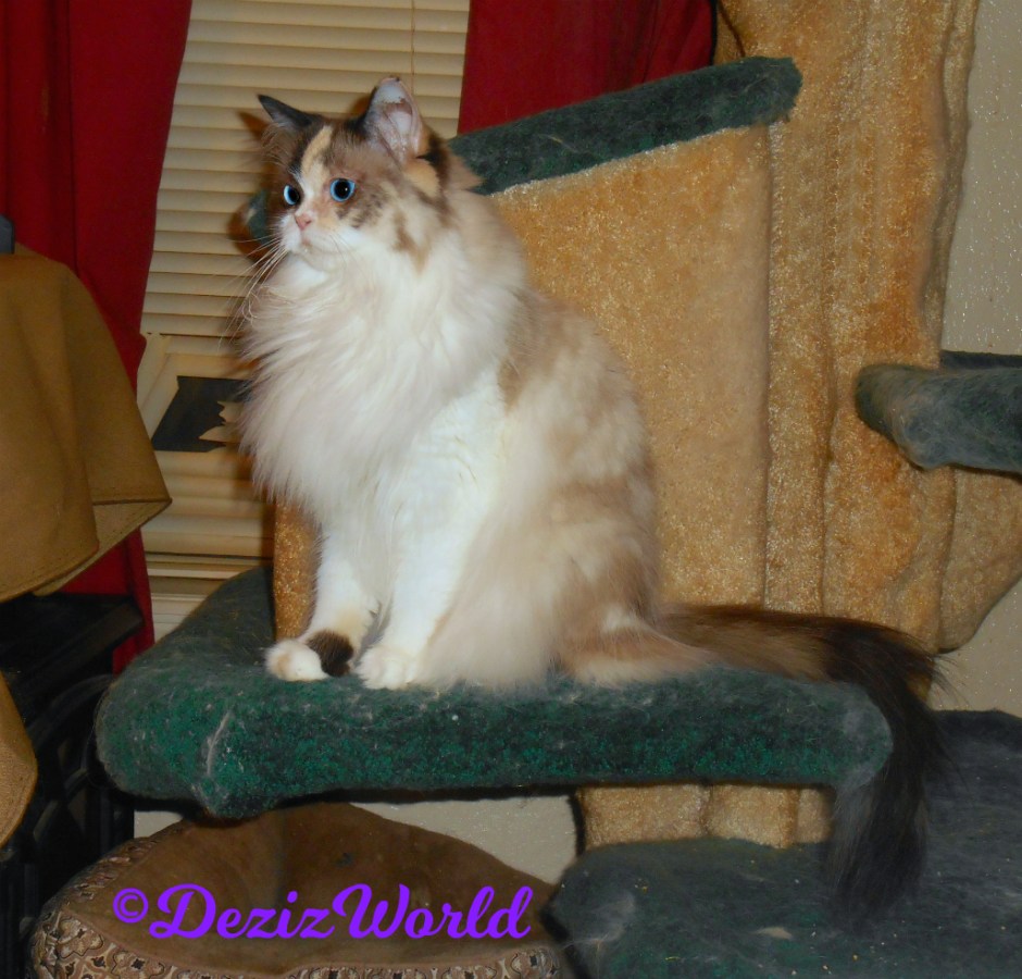 Raena sits on cat tree looking off, profile