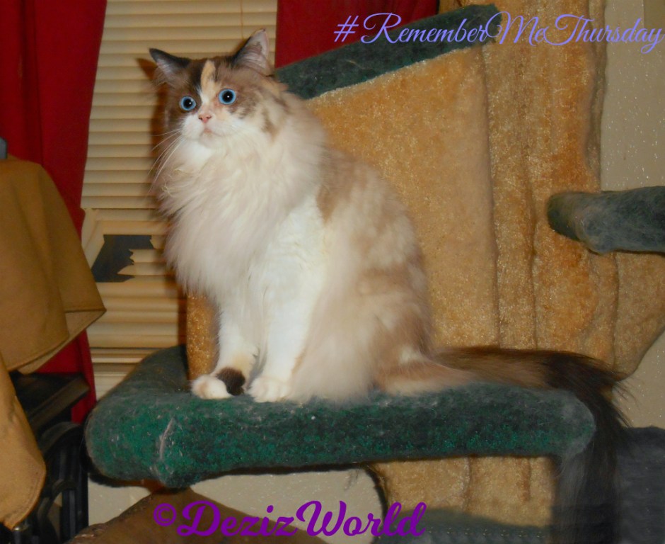 Raena sits on cat tree #RememberMeThursday