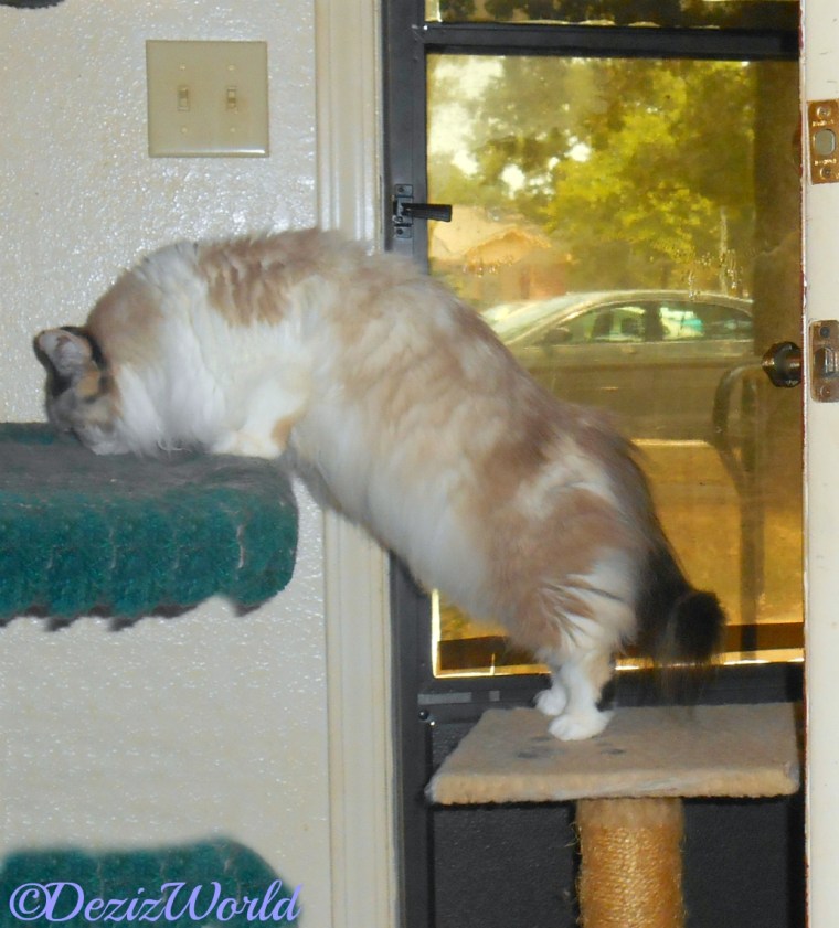 Raena stand on small perch with front paws on cat tree sniffing