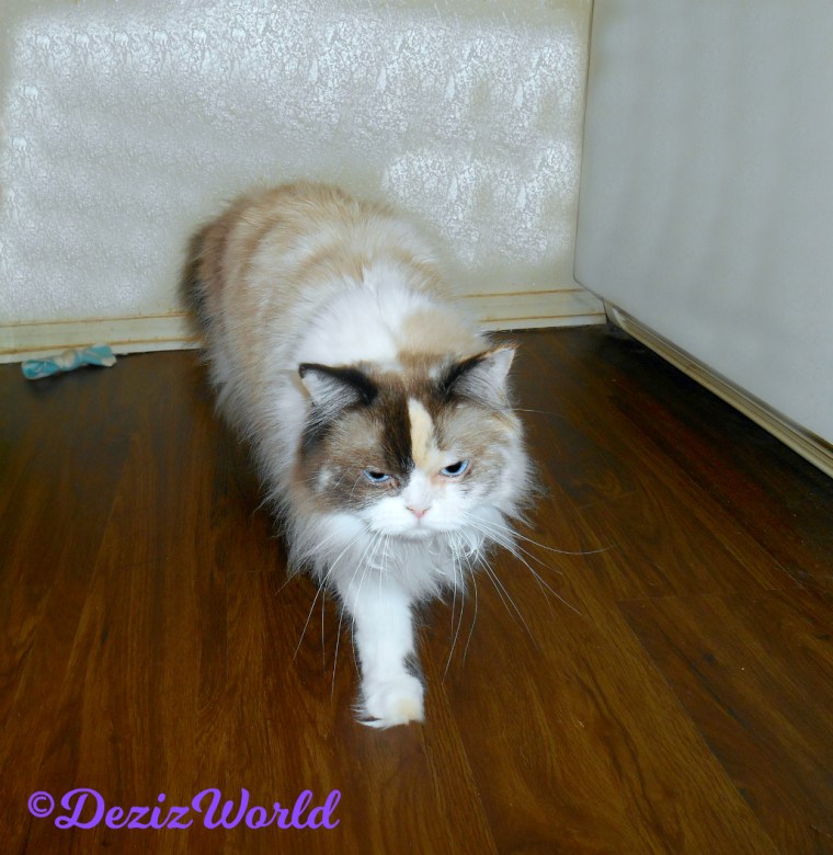 Raena walks toward mommy and the camera