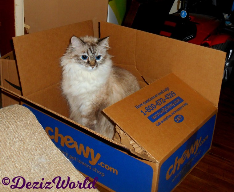 Dezi sits in chewy box