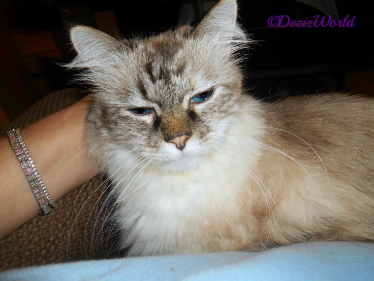 Dezi gets love while laying in mommy's lap