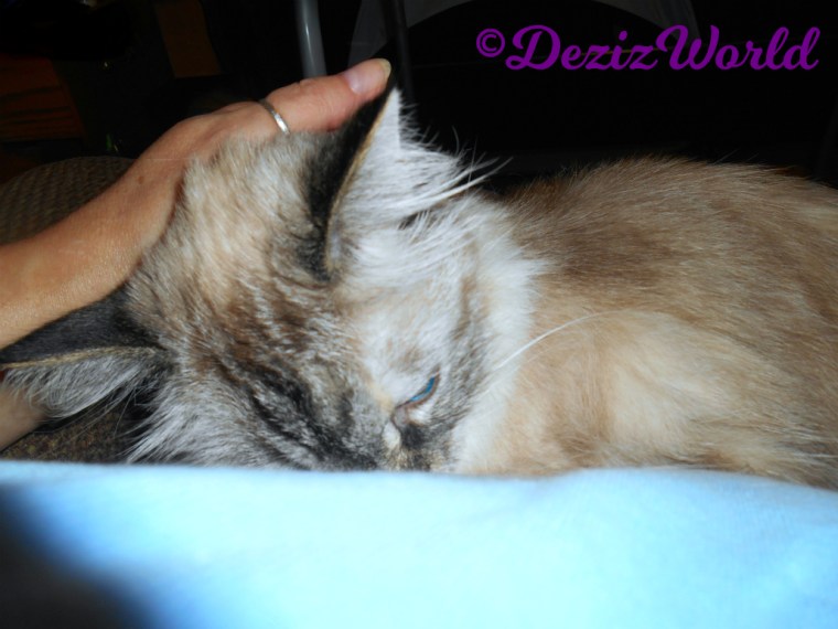 Dezi gets love while laying in mommy's lap