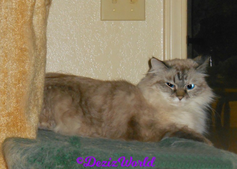 Dezi lays on cat tree