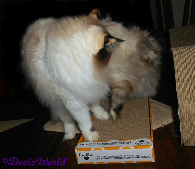 Dezi and Raena argue over the ourpets scratcher
